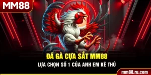Đá Gà Cựa Sắt MM88 – Lựa Chọn Số 1 Của Anh Em Kê Thủ