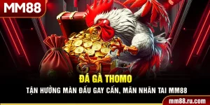 Đá Gà Thomo – Tận Hưởng Màn Đấu Gay Cấn, Mãn Nhãn Tai MM88