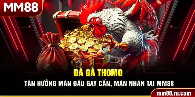 Đá Gà Thomo – Tận Hưởng Màn Đấu Gay Cấn, Mãn Nhãn Tai MM88